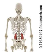 the quadratus lumborum the quadratus lumborum