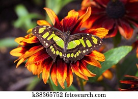 Butterfly Butterfly
