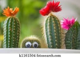 Drole Cactus Images 1000 Drole Cactus Banque De Photos Fotosearch Drole Cactus Images 1000 Drole Cactus Banque De Photos Fotosearch