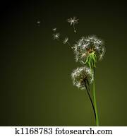 dandelions dandelions