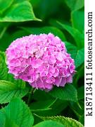 Roze hortensia