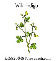 Wild-indigo Baptisia tinctoria , medicinal plant Wild-indigo Baptisia tinctoria , medicinal plant