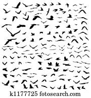 birds flying birds flying