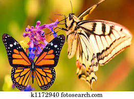 Butterfly Butterfly