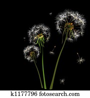 dandelions dandelions