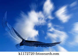 Eagle flying Eagle flying