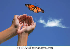 Monarch Butterfly Released Monarch Butterfly Released