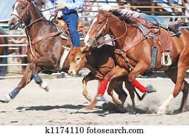 Steer Wrestling Steer Wrestling
