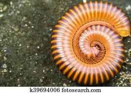 Tausendfüßler, auf, boden Bild | k10442564 | Fotosearch