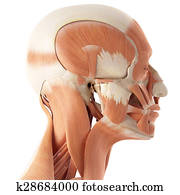 ה, שרירים של צוואר