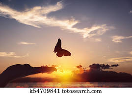 Butterfly takes flight from a human hand