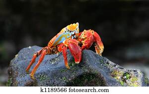 Colorful Sally Lightfoot