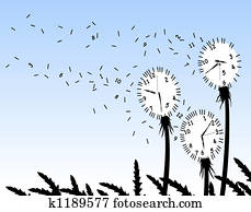 Dandelion clocks Dandelion clocks