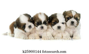 filhotes cachorro, shih tzu