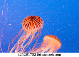 Jellyfish Jellyfish