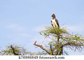 Martial eagle bird. Serengeti National Park, Tanzania, Africa