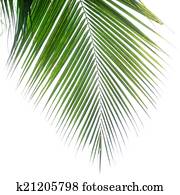 Palm Leaf