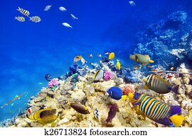 Underwater world with corals and tropical fish. Underwater world with corals and tropical fish.