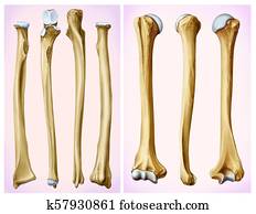 Forearm Bones Illustrations and Clip Art. 138 forearm bones royalty