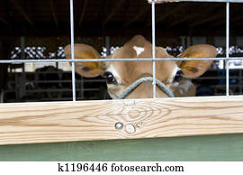 cow in barn cow in barn