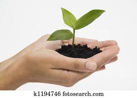 Hands holding seedling