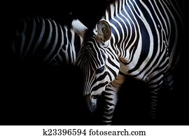 zebra zebra