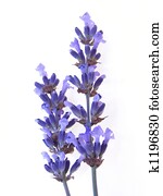 כחול, אזובין