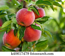 apfelbaum apfelbaum