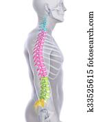 Human Male Spine Anatomy Human Male Spine Anatomy