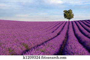 Rich lavender field with a lone tree