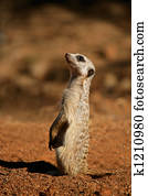 Alert meerkat