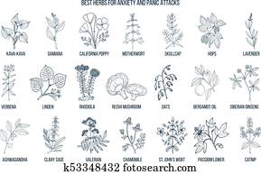 Best herbs for anxiety and panic attacks Best herbs for anxiety and panic attacks