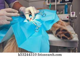 Dog in the animal hospital