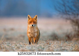 Red fox Red fox