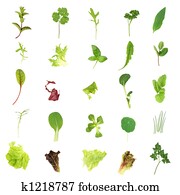 Salad Lettuce and Herb Leaves Salad Lettuce and Herb Leaves
