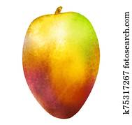 Watercolor mango on white Watercolor mango on white