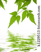 Green leaves clematis reflected in water