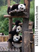 Panda Panda
