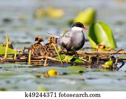 The whiskered tern with chicks on the nest.