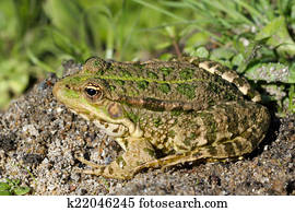 Toad Toad