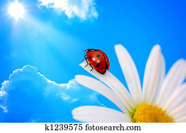 ladybird ladybird