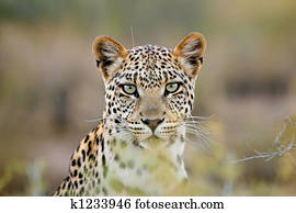 Leopard portrait Leopard portrait