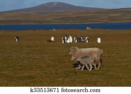 Sheep and king Penguins