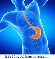 the stomach the stomach