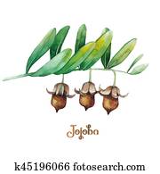 Watercolor jojoba plant Watercolor jojoba plant