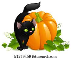 Cat and pumpkin Cat and pumpkin