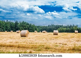 Haystacks on the field