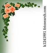 Ivy, Hibiscus and Roses corner Ivy, Hibiscus and Roses corner