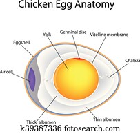 ovo galinha, anatomia