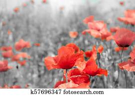 Remembrance poppy Remembrance poppy